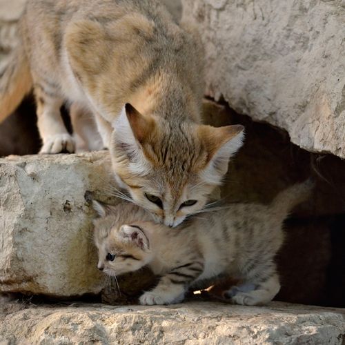 Rare Sand Kitten Birth Gives Hope for Conservation Seen On www.dil-ki-dunya.tk