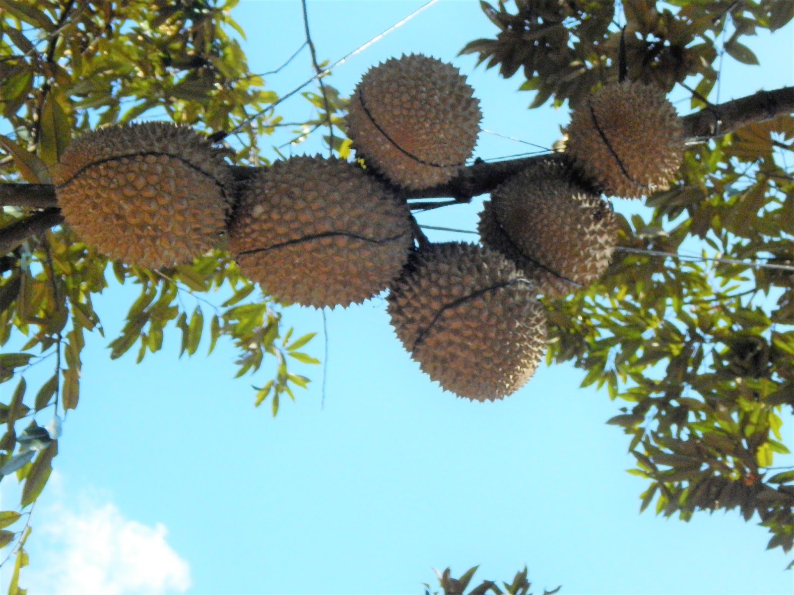 Download 87 Meme Lucu Buah Durian Terunik Sebelas Dp Bbm
