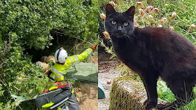 Gata alerta a los equipos de rescate sobre su dueña de 83 años que cayó en un barranco de 20 metros