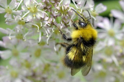 Cara Lebah Bumblebee Menemukan Rute Paling Efisien Untuk Mencari Makanan Pintar Pelajaran Cara Lebah Bumblebee Menemukan Rute Paling Efisien Untuk Mencari Makanan