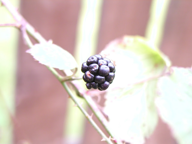 Bramble