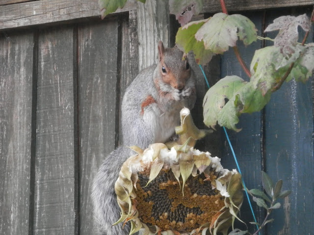 Sunflower Seed Head Bird Feeder.  My Garden, October 2015, Autumn Gardening.  secondhandsusie.blogspot.co.uk 