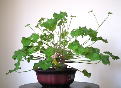 Apple scented-leaf Pelargonium Odoratissimum bonsai