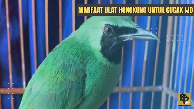 Manfaat Ulat Hongkong untuk Cucak Ijo