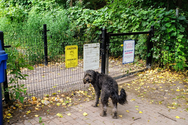 Evergreen Off-leash Dog Park