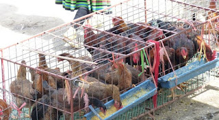 Vietnam. Mercado de Bac Ha.