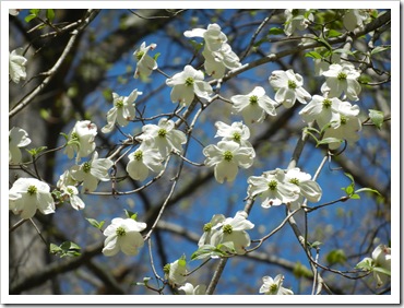 2013-04-20 Santeetlah, NC - Dogwood Tree (1)