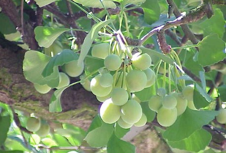 What are the Benefits of Ginkgo Biloba for Brain Health