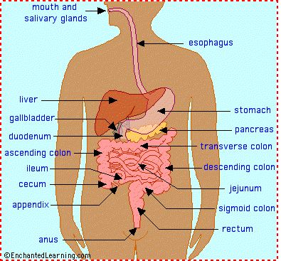 digestive system excretory system in humans. digestive system