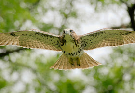 Tompkins Square red-tailed hawk fledgling