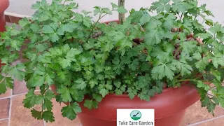 How to Make Salsa Petroselinum crispum (Parsley Salsa)