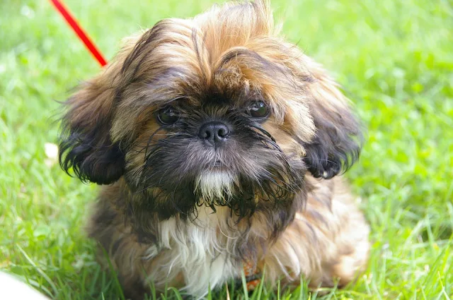 Shih-Tzu