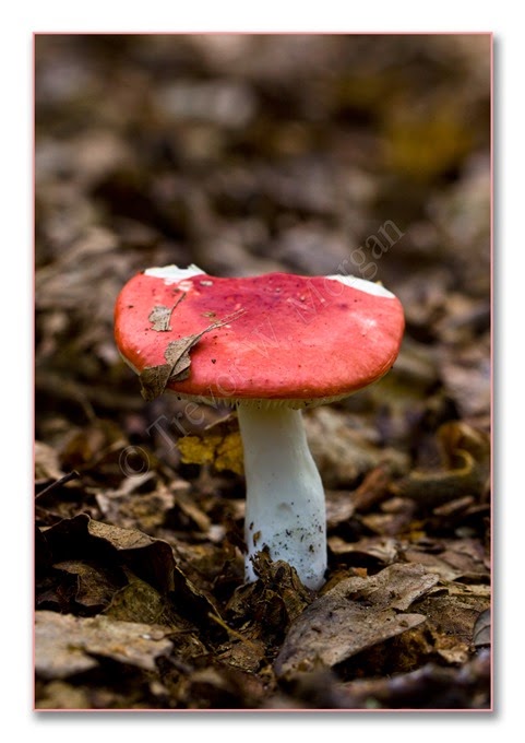 Fungi 6  Beech Sick
