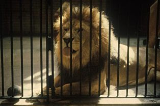 zoo animals in cages Beautiful Pictures & Photos