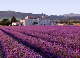 Lavender fields , Provence, France