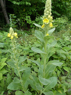 Molène thapsus - Verbascum thapsus - Molène Bouillon-blanc 