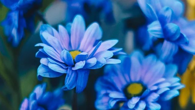 Wallpaper Blue Chrysanthemums Flowers