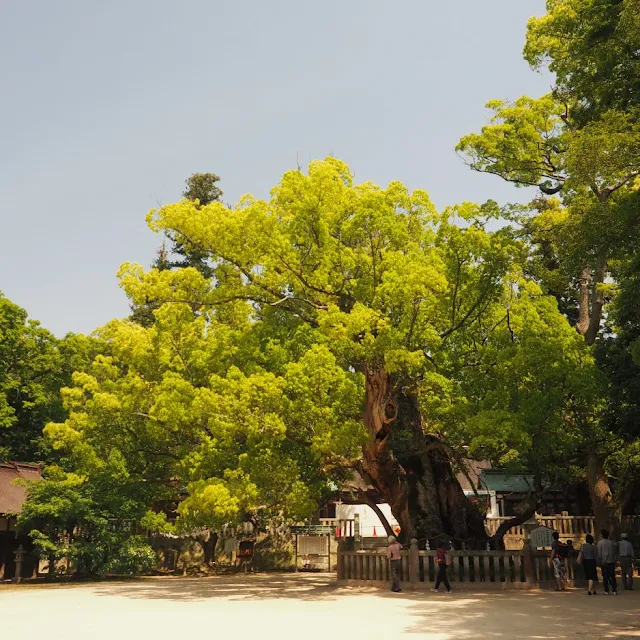 しまなみ海道　大三島　大山祇神社　乎千命御手植の楠