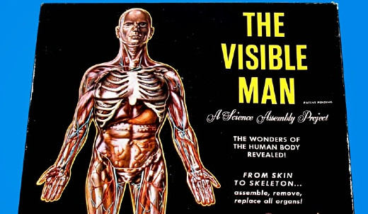 Vintage Visible Man model kit