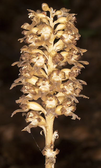 Bird's Nest Orchid,  Neottia nidus-avis.   High Elms Country Park, 29 June 2013.