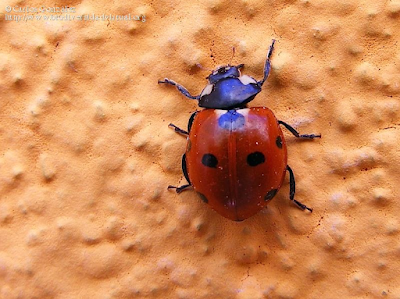 http://www.biodiversidadvirtual.org/insectarium/Coccinella-septempunctata-img444554.html