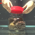 Kraken release itself