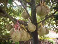 kampung durian