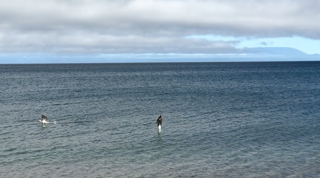 Playa Espumilla, Isla Santiago, Islas Galápagos