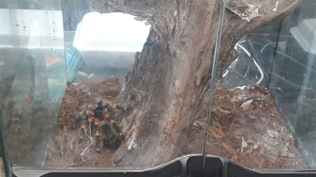 TMII Melelang Tarantula Untuk Mengumpulkan Uang, Palu