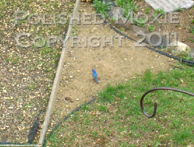 Picture of an indigo bunting in a bird feeding area