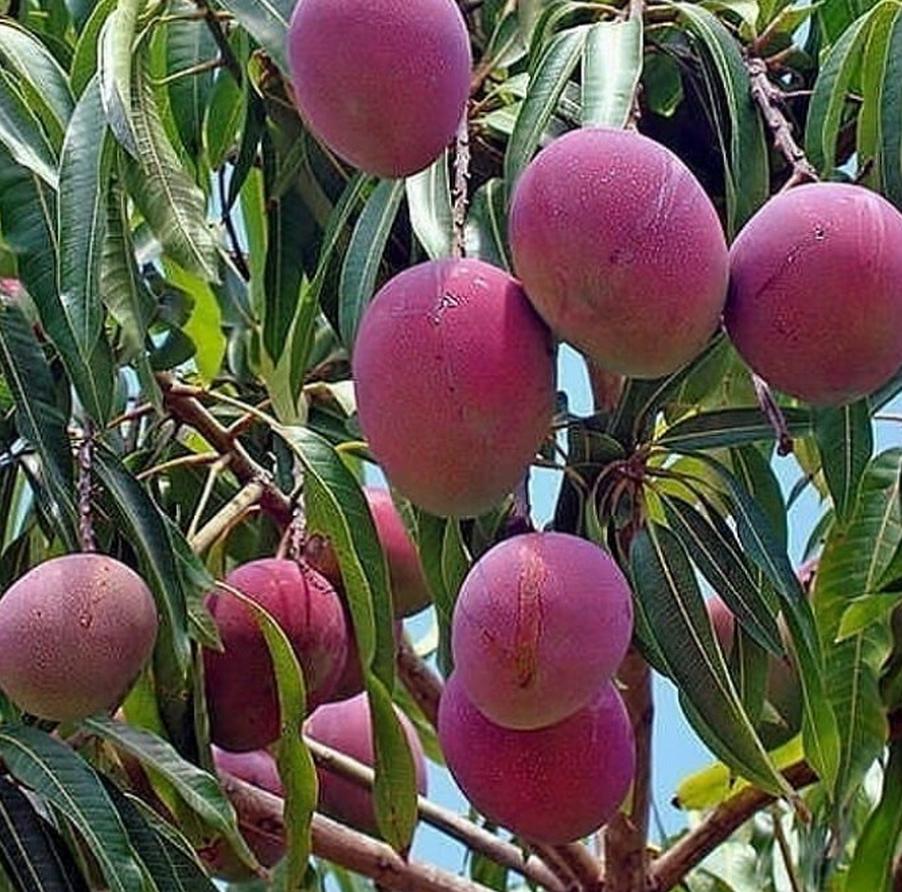 jual bibit buah mangga irwin kirim langsung erwin ungu pohon sering dicari petani Sumatra Utara