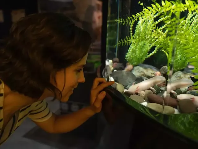 the Secrets of a Thriving Aquarium: A Comprehensive Guide to Live Plants