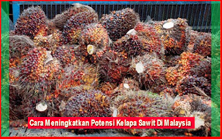 Cara Meningkatkan Potensi Kelapa Sawit Di Malaysia