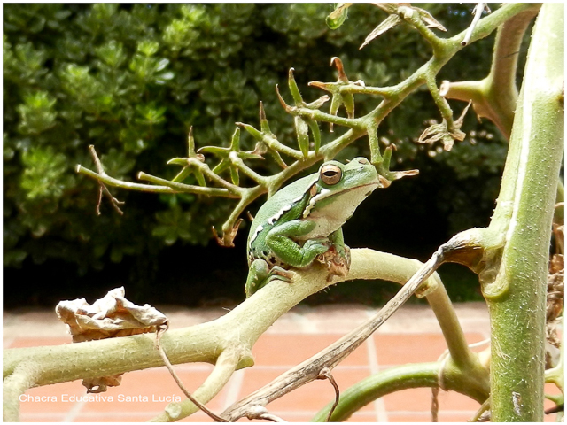 Las ranas trepan a las plantas con facilidad - Chacra Educativa Santa Lucía