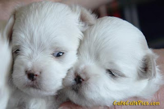 Cute Maltese Puppy Pictures