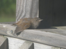 house wrens