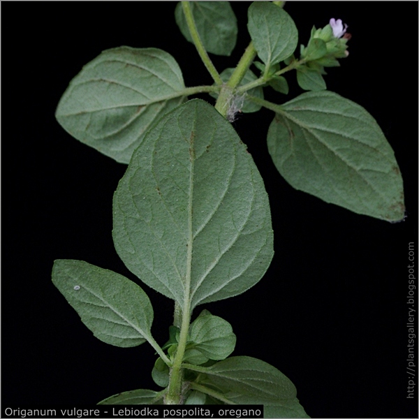 Origanum vulgare - Lebiodka pospolita, oregano łodyga z liśćmi od spodu
