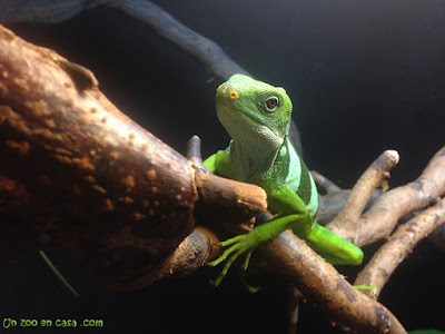 Iguana de Fiji sobre un tronco 