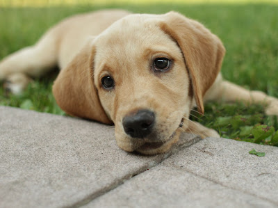 Cute Labrador Puppies and Dogs 1