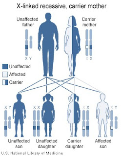 X-linked Recessive inheritance, by the National Institutes of Health (public domain)