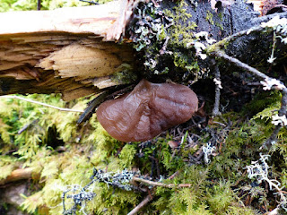 Auricularia americana- Auriculaire d'Amérique