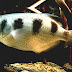 List Of Brackish Aquarium Fish Species - What Are Brackish Fish