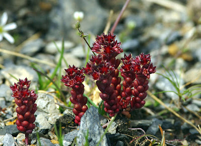 Sedum atratum - Dark stonecrop care and culture