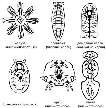 Структура нервной системы беспозвоночных