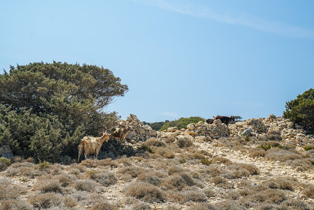 Kato Koufonissi-Cyclades