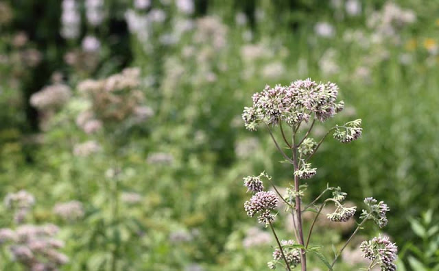 Joe-Pye Weed Flowers