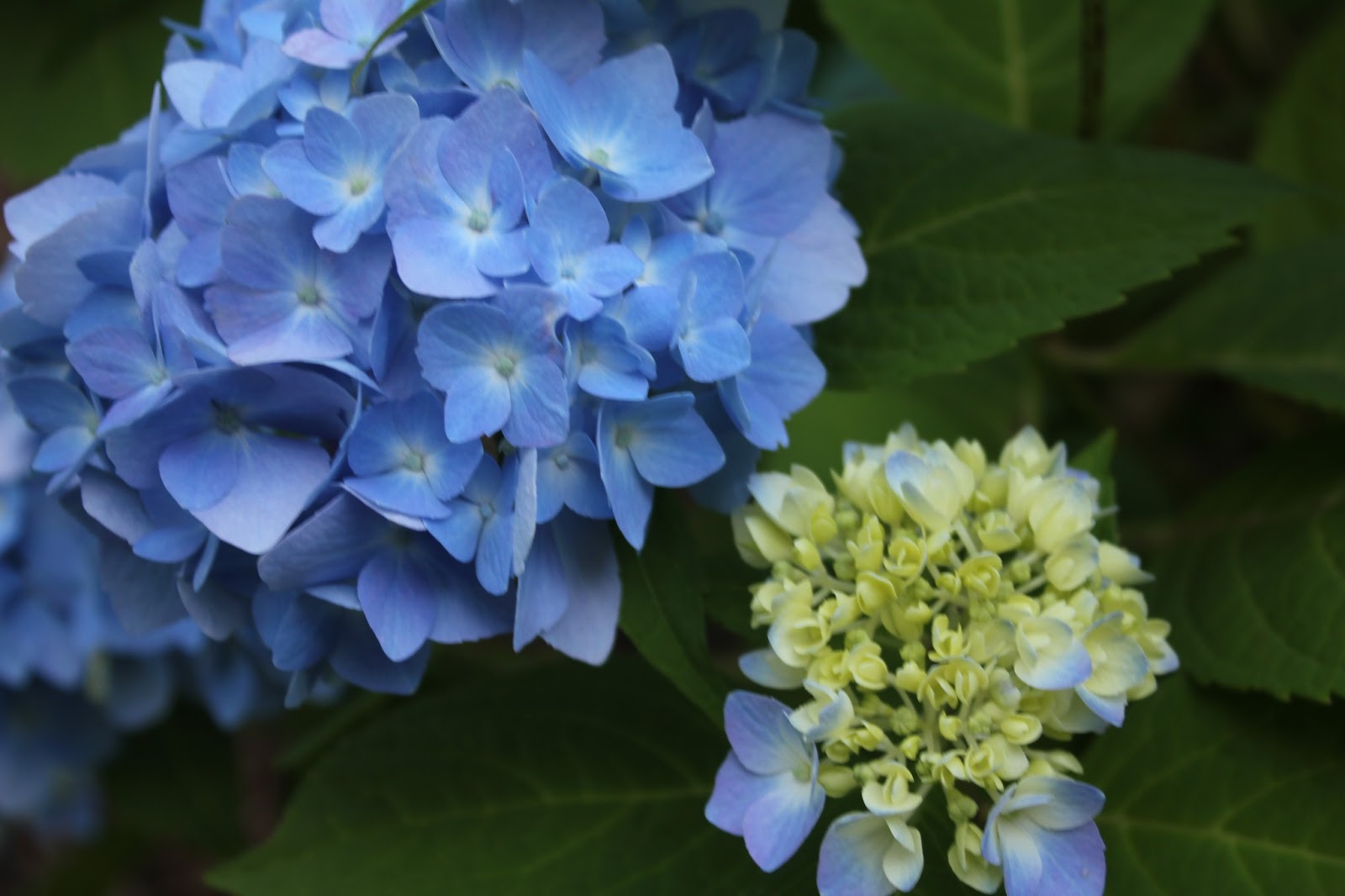 Gardening and Gardens: Hydrangeas - Blue, Pink, White and Lace