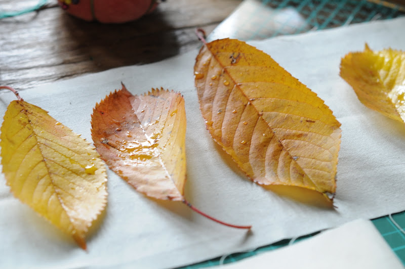 canadian red cherry tree pictures. i took leaves from cherry