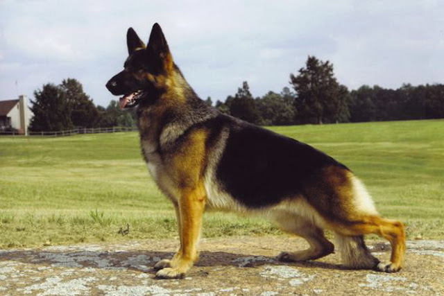 german shepherd dog images