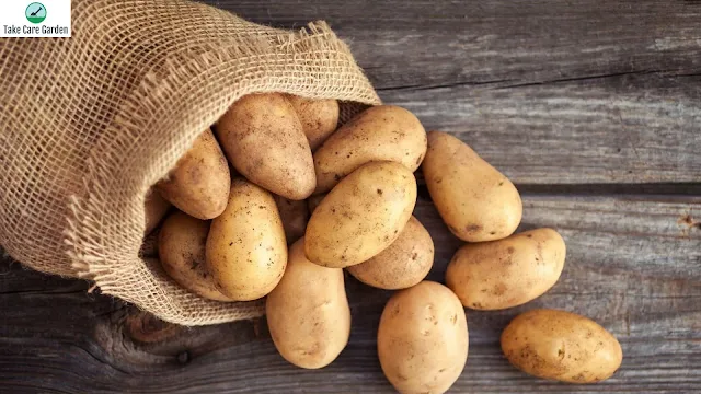 Uma breve história das batatas: como elas se tornaram um alimento básico em nossas dietas